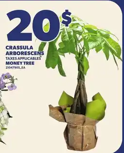 Provigo CRASSULA ARBORESCENS | MONEY TREE offer