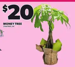 Loblaws MONEY TREE offer
