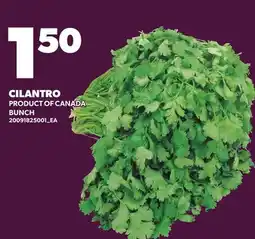 Loblaws CILANTRO, BUNCH offer