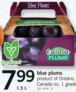 Fortinos BLUE PLUMS offer
