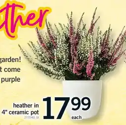 Fortinos HEATHER IN 4 CERAMIC POT offer