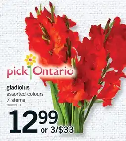 Fortinos GLADIOLUS, 7 STEMS offer