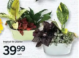 Fortinos TROPICAL TIN PLANTER offer