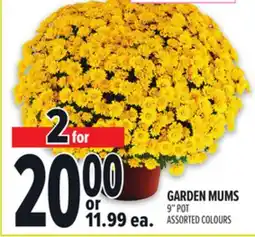 Metro GARDEN MUMS offer