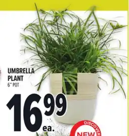 Metro UMBRELLA PLANT offer