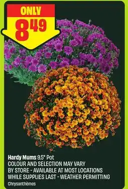 FreshCo Hardy Mums 9.5° Pot offer