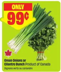 FreshCo Green onions or Cilantro Bunch Product of Canada offer