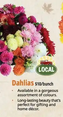 Farm Boy Dahlias offer