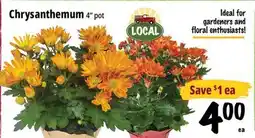 Farm Boy Chrysanthemum offer