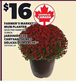 Independent Grocer FARMER'S MARKET MUM PLANTER, 13 INCH offer