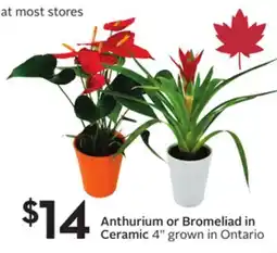 Sobeys Anthurium or Bromeliad in Ceramic offer