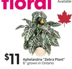 Sobeys Aphelandria Zebra Plant offer