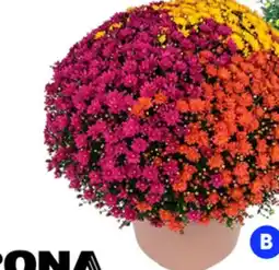 RONA Fall mum with grass offer