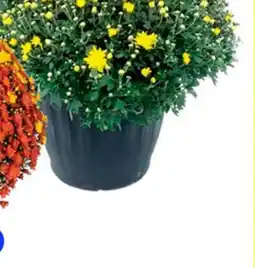 RONA Tricolor fall mum offer