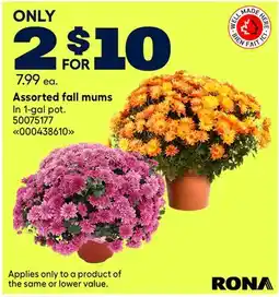 RONA Assorted fall mums offer