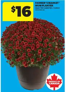 Real Canadian Superstore FARMER'S MARKET MUM PLANTER, 13 INCH offer