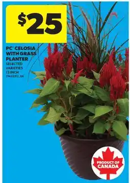 Real Canadian Superstore PC CELOSIA WITH GRASS PLANTER, 13 INCH offer