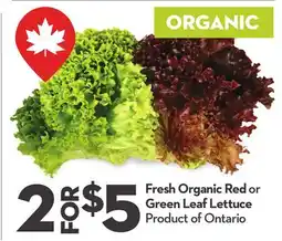 Longo's Fresh Organic Red or Green Leaf Lettuce offer