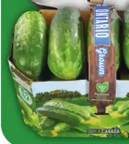 Food Basics FRESH DILL PICKLING CUKES offer