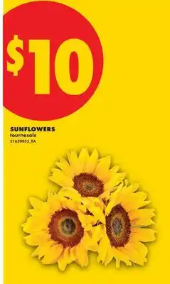 No Frills SUNFLOWERS offer