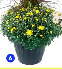 RONA Fall mum in patio pot offer