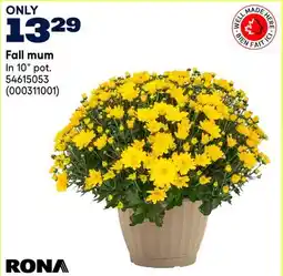 RONA Fall mum offer