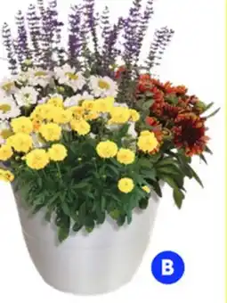RONA Fall perennials in patio pot offer