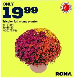 RONA Tricolor fall mums planter offer