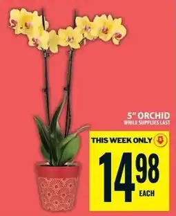 Food Basics 5" Orchid offer