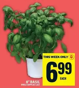 Food Basics 8" Basil offer