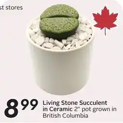 Sobeys Living Stone Succulent in Ceramic 2" pot offer