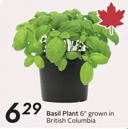 Sobeys Basil Plant offer