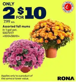 RONA Rona assorted fall mums offer