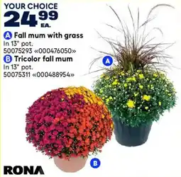 RONA Rona fall mum with grass offer