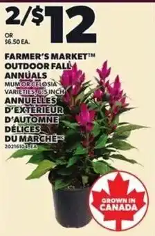 Independent Grocer Farmer's Market outdoor fall annuals offer