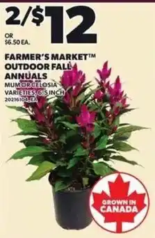 Loblaws Farmer's Market outdoor fall annuals offer