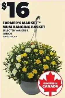 Loblaws Farmer's Market Mum Hanging Basket offer