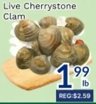 Live Cherrystone Clam