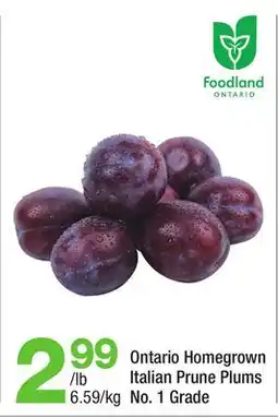 Highland Farms Ontario Homegrown Italian Prune Plums offer