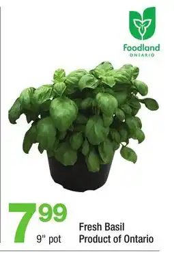 Highland Farms Fresh Basil offer