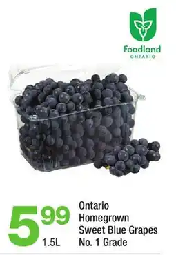 Highland Farms Ontario Homegrown Sweet Blue Grapes offer