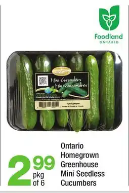 Highland Farms Ontario Homegrown Greenhouse Mini Seedless Cucumbers offer