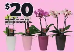 Independent Grocer Multiflora Orchid offer