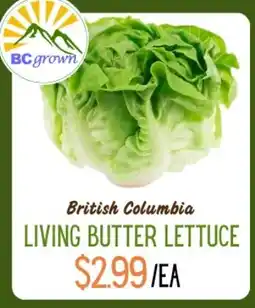 Quality Greens Living butter lettuce offer