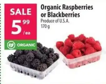 Organic Raspberries or Blackberries