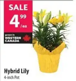 Co-op Hybrid Lily offer