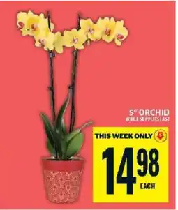 Food Basics 5 Orchid offer