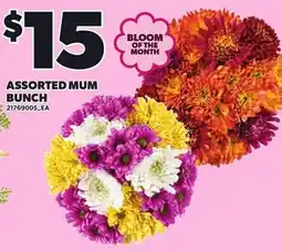 Loblaws Assorted Mum Bunch offer