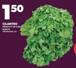 Loblaws Cilantro offer