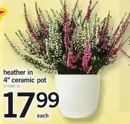 Loblaws heather in ceramic pot offer